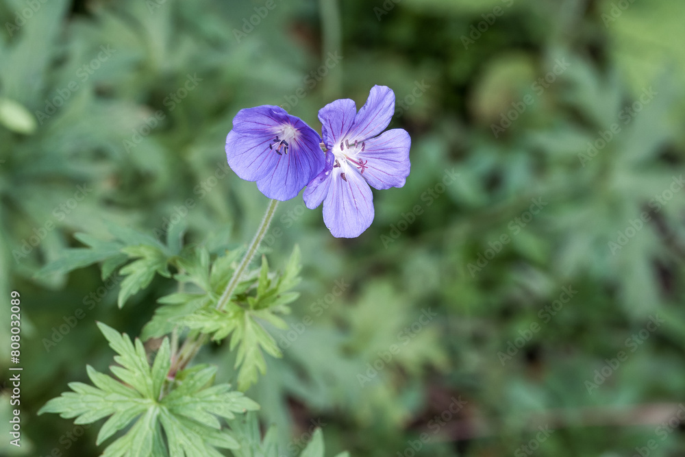 pretty mauve flower of wood cranesbill also known as woodland geranium pretty mauve flower of wood cranesbill also known as woodland geranium