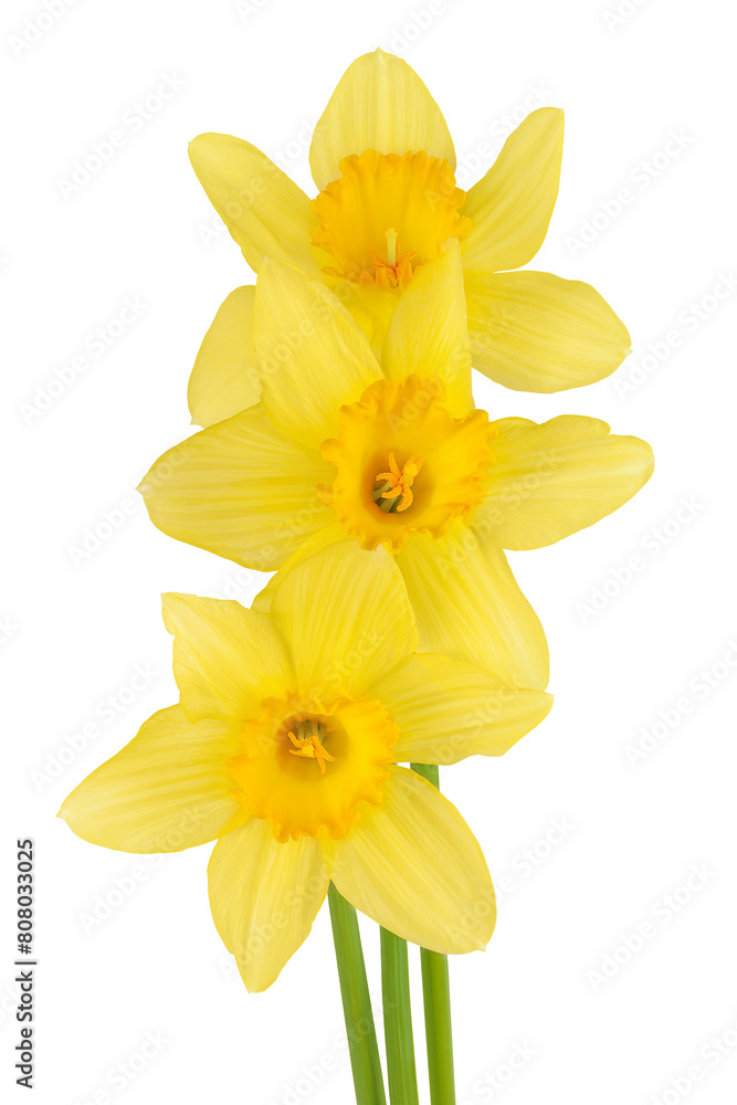 Fototapeta premium Daffodil flower or narcissus isolated on white background with full depth of field
