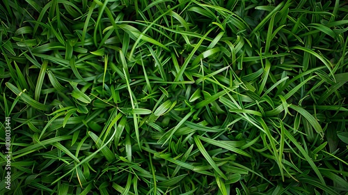 A close up of green grass with a black background.