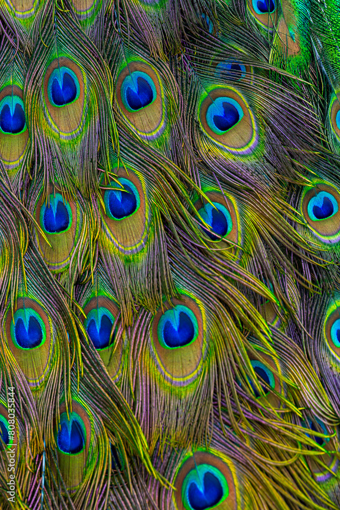 Obraz premium macro peacock feather texture,Background, wallpaper, texture. Part of beautiful peacock tail in dark
