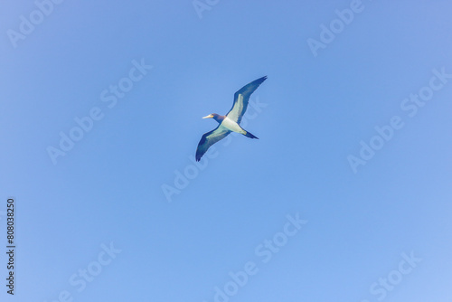 Seagull in flight