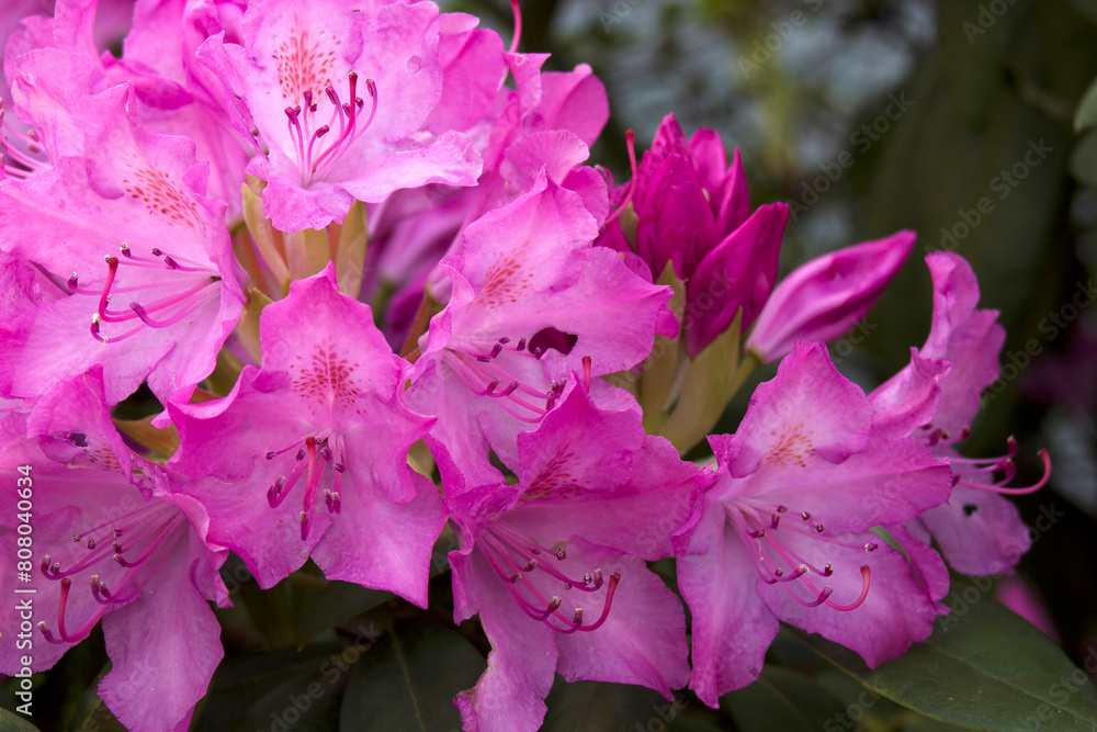 Fototapeta premium Blooming pink rhododendron flowers in a garden