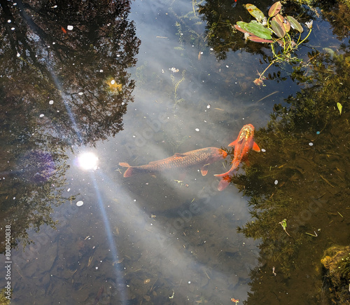 Two Koi in a Pond (ID: 808040838)