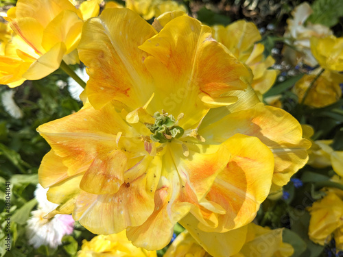 yellow flower (ID: 808041041)