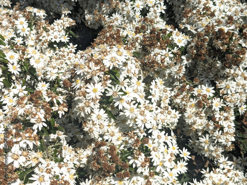 Blooming White Flowers (ID: 808041044)