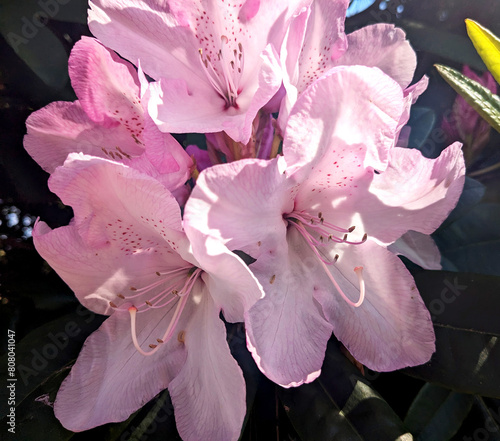 Pink Flowers (ID: 808041047)