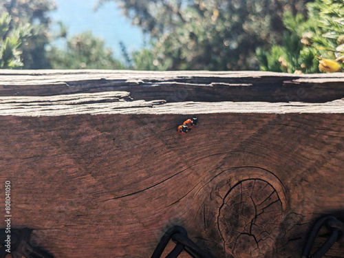 Frisky Ladybugs (ID: 808041050)