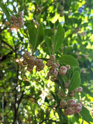 Little Flowers on a Tree (ID: 808041067)