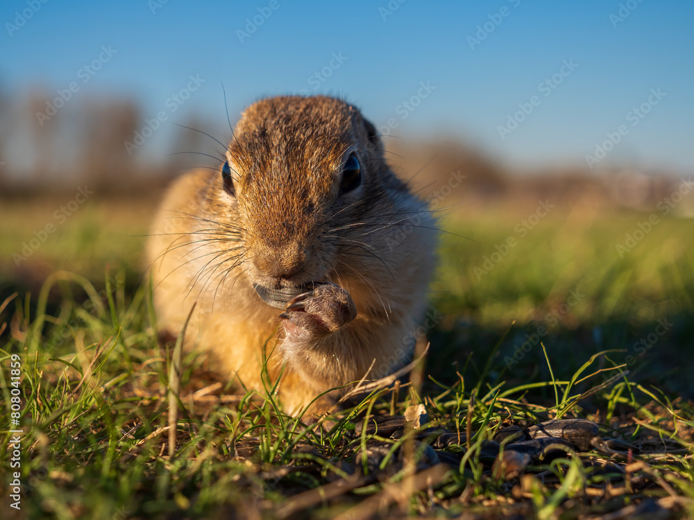 Prairie dog lying, eating sunflower seeds and looking at a camera Prairie dog lying, eating sunflower seeds and looking at a camera