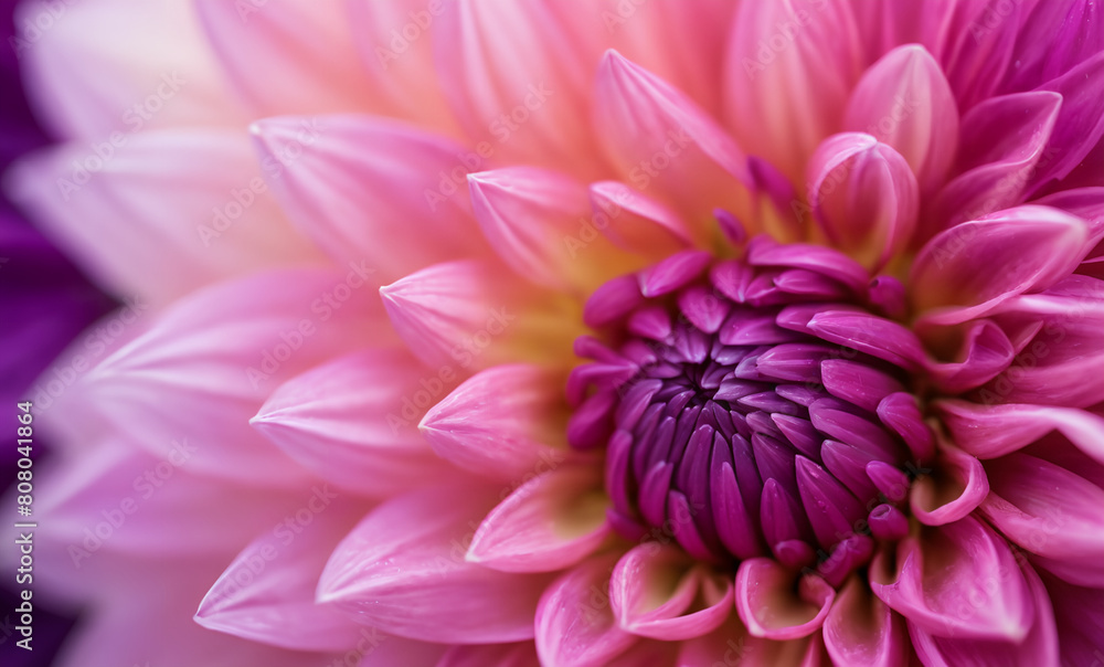 Pink and purple dahlia petals macro, floral abstract background. Close up of flower dahlia for background, Soft focus Pink and purple dahlia petals macro, floral abstract background. Close up of flower dahlia for background, Soft focus