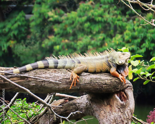 iguana showing off its beautiful colors in its natural habitat