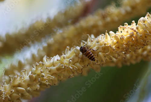 Little insects, bees and coconut flowers in coconut plantations to pollinate.