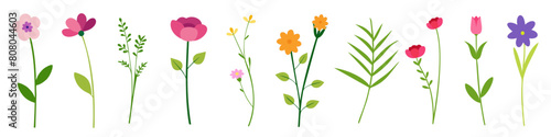 Wild flowers vector collection. herbs, herbaceous flowering plants, blooming flowers, subshrubs. vector set