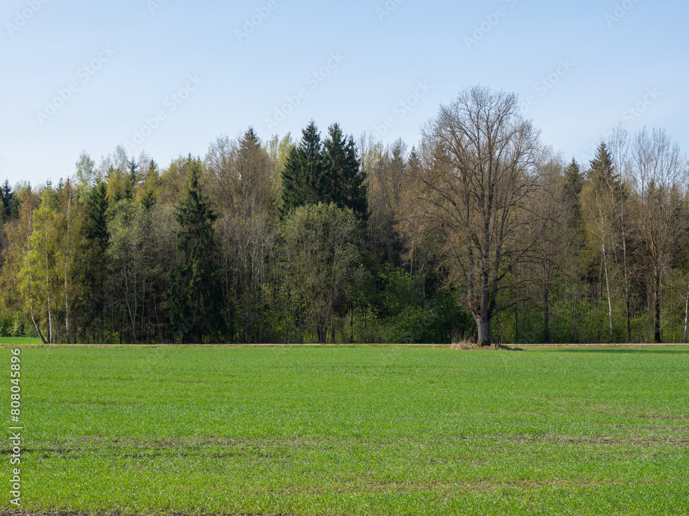Fototapeta premium Beautiful landscape with green field and forest. The beauty of nature. Agricultural and ecological problems. Beautiful green spring rural landscape with green field