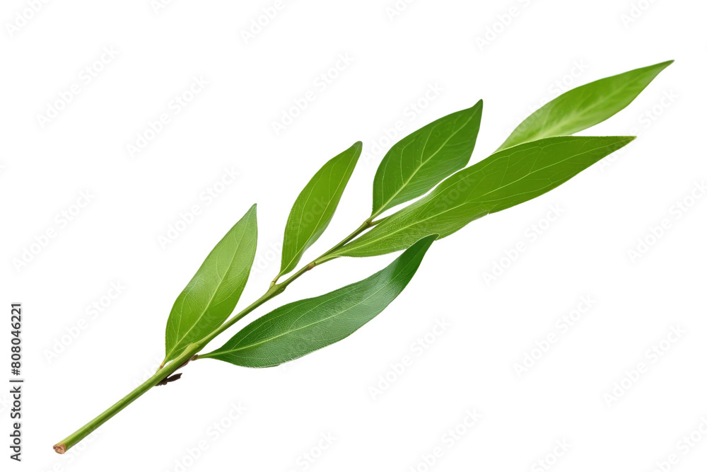 Fototapeta premium A single stem of bay leaves