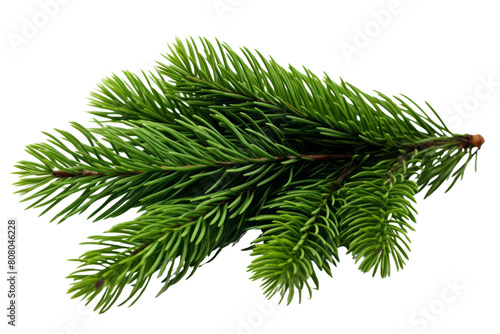 A beautiful photograph of a single branch of a pine tree against