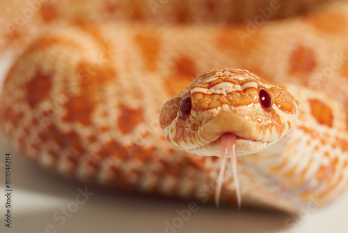 Pet Snake