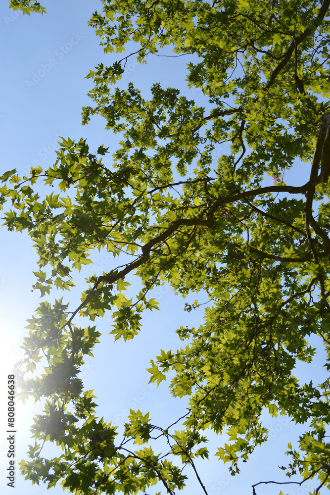 Fototapeta premium Ast von Untern mit Sonnenschein