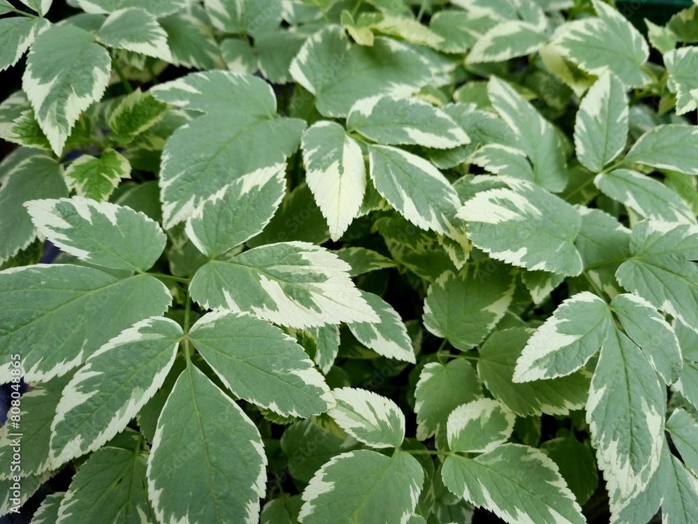 Green leaves background Green leaves background