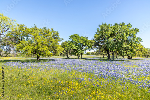 A meadow in the Texas hill country fulll of wildflowers and blue bonnets photo