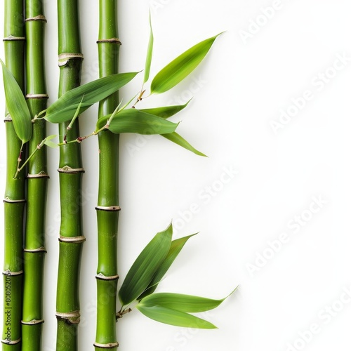 Fresh Bamboo Stems with Vibrant Green Leaves on White Background