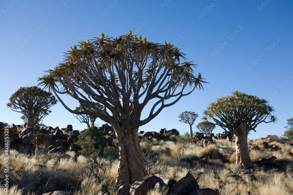 Namibia dragon tree on a sunny autumn day Namibia dragon tree on a sunny autumn day