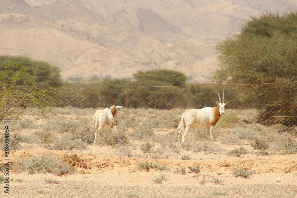 A herd of gazelle in the wild savannah of Tunisia