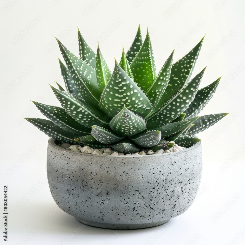 Elegant Aloe Vera Plant in a Modern Concrete Planter on a White Background Elegant Aloe Vera Plant in a Modern Concrete Planter on a White Background