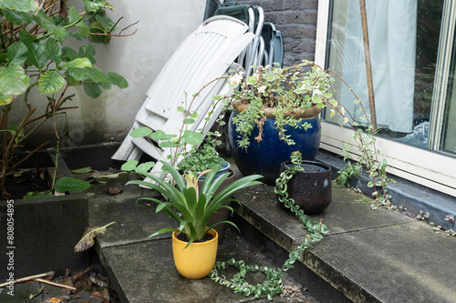 фотографія Overgrown Patio with Plants