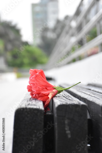 Sai Kung, New Territories, Hong Kong - 12, May, 2018: Red flower on bench in Hong Kong. photo