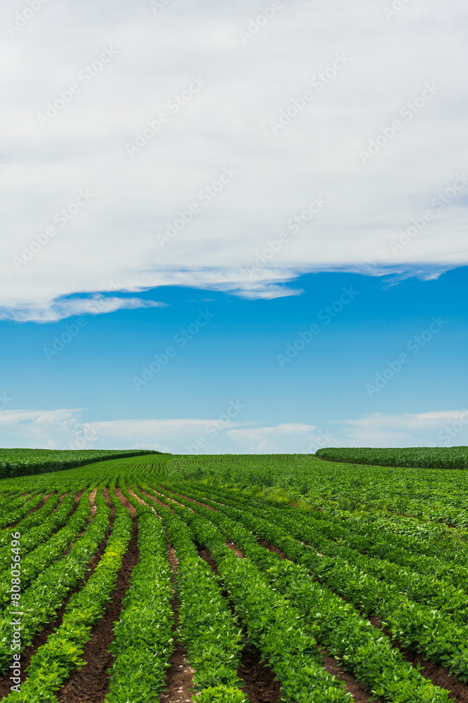 Summer green farmland with blue sky and white clouds Summer green farmland with blue sky and white clouds