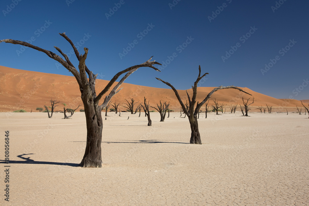 Namibia Namib Desert on a sunny autumn day Namibia Namib Desert on a sunny autumn day