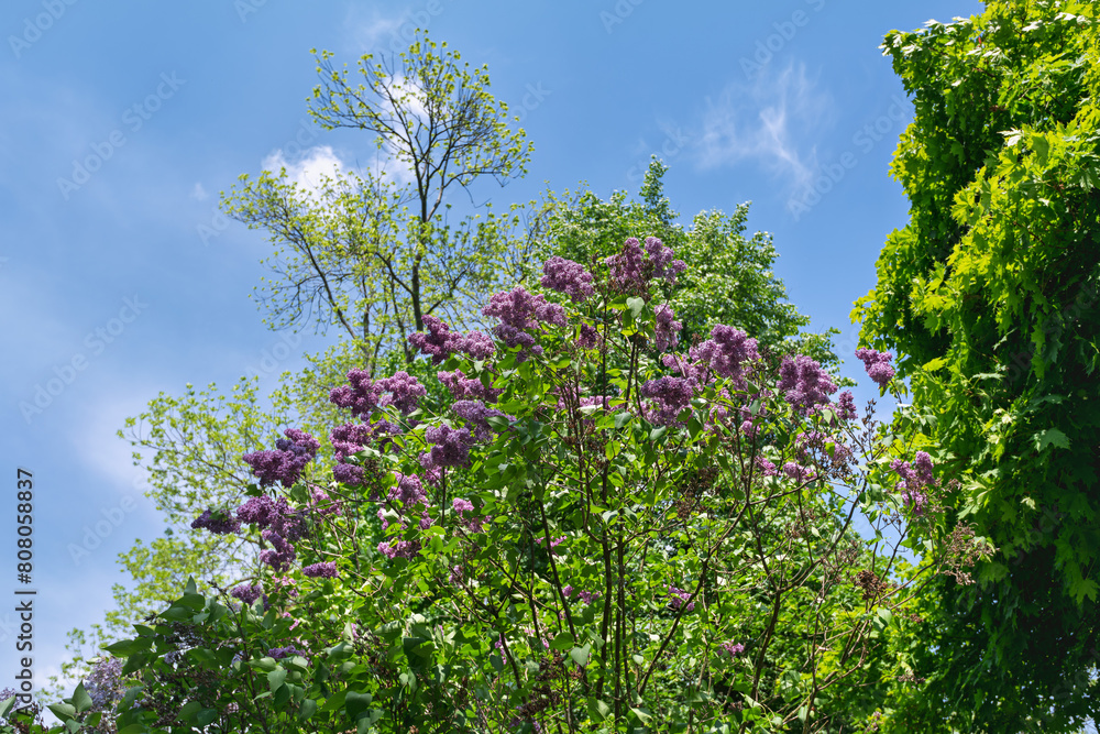 flowers on a tree branch flowers on a tree branch
