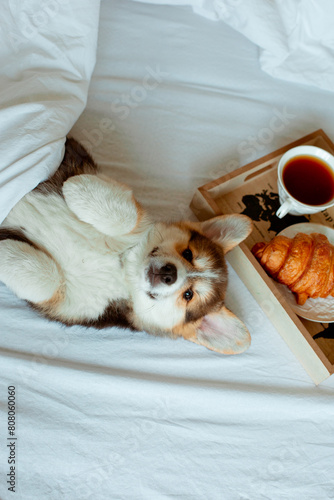 Cute Welsh corgi puppy lying on its back on the bed with a tray breakfast cup of tea, good morning pet