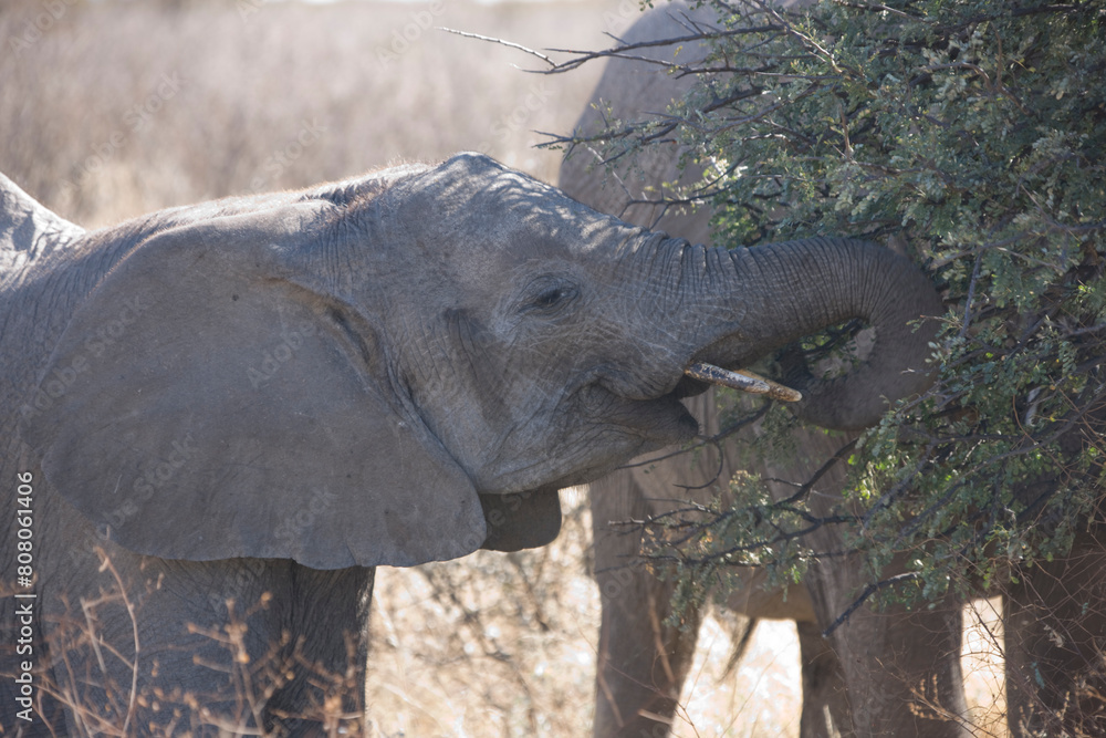 Fototapeta premium Namibia elephant close up
