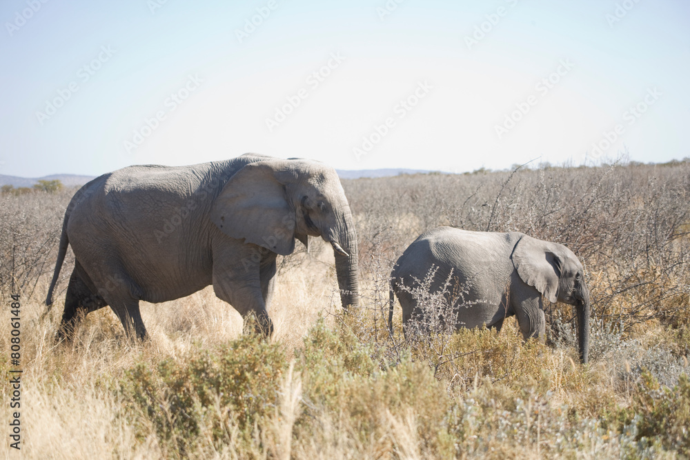 Fototapeta premium Namibia elephant close up