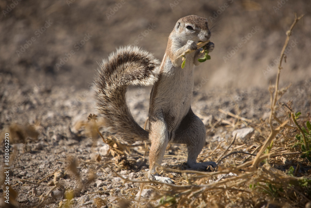 Namibia meerkat in Etosha National Park on a sunny summer day Namibia meerkat in Etosha National Park on a sunny summer day