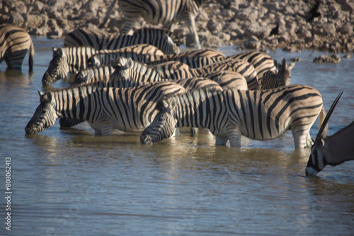 Namibia zebra in Etosha National Park on a sunny summer day