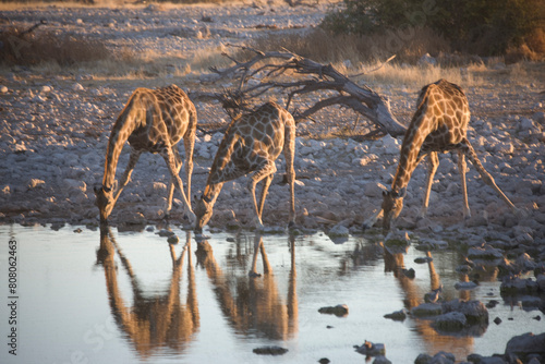 Namibia giraffes at a watering hole in Etosha National Park on a sunny summer day