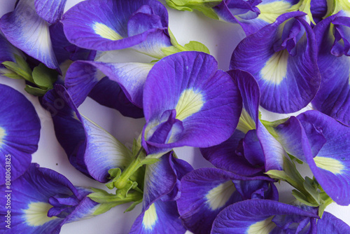 Background full of Clitoria ternatea, or butterfly pea flower or bunga telang, on white background photo