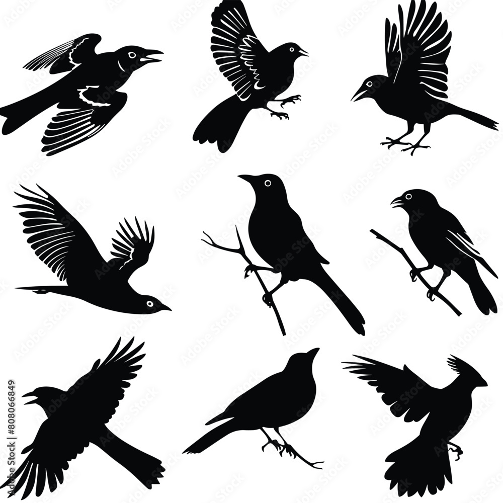Obraz premium Bird black silhouette set. Collection of flying birds vector illustration design