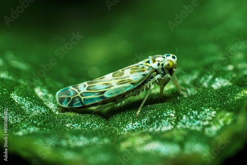 Macro of a Eupteryx melissae (adult insekcts in copula) on a sage plant leaf. photo