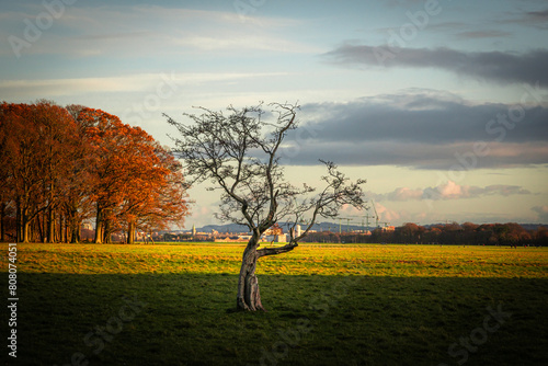 Lonely tree with crane towers on the construction site with city building background in sunset sky. Phoenix Park Dublin, Ireland Europe photo