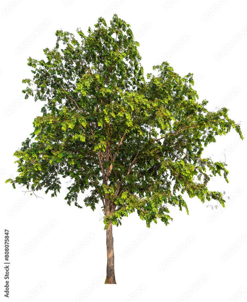 Real green trees taken with a camera, high quality raeal tree removed original background, PNG transparent Real green trees taken with a camera, high quality raeal tree removed original background, PNG transparent