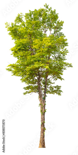 Real green trees taken with a camera  high quality raeal tree removed original background  PNG transparent