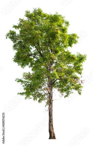 Real green trees taken with a camera  high quality raeal tree removed original background  PNG transparent