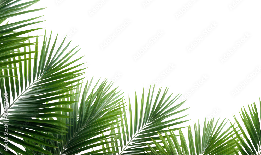 Fototapeta premium PNG Palm leaves tree backgrounds outdoors.