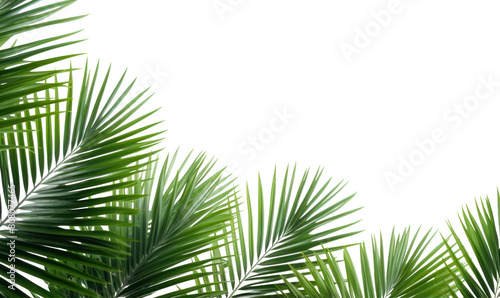 PNG Palm leaves tree backgrounds outdoors.