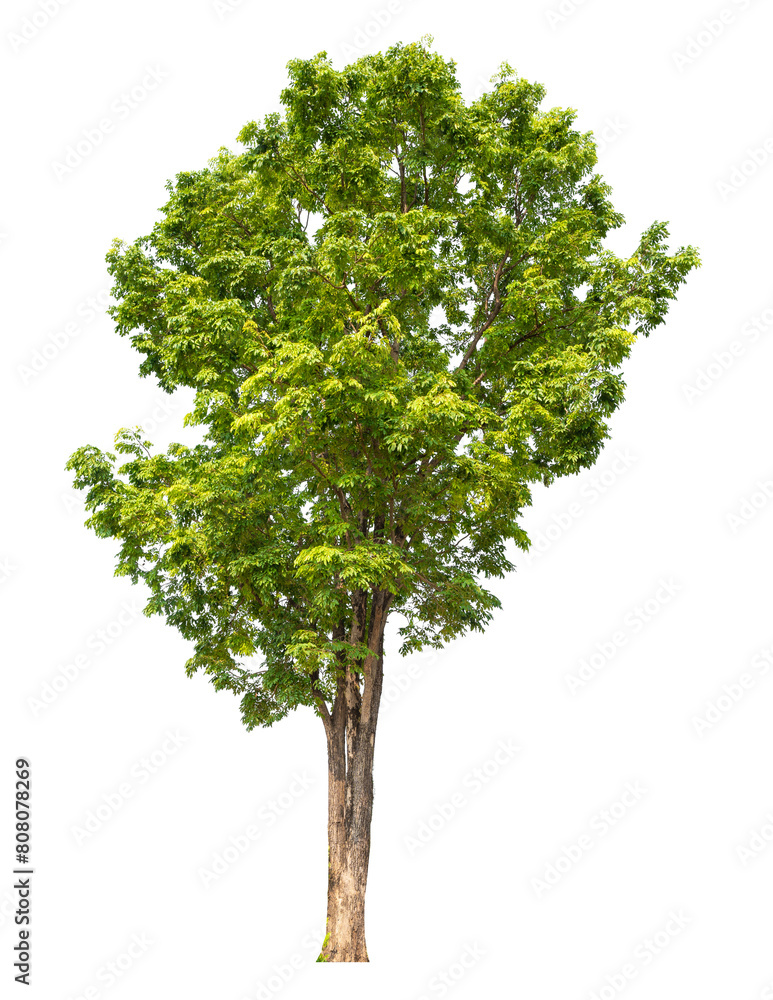 green tree removed original background, PNG transparent