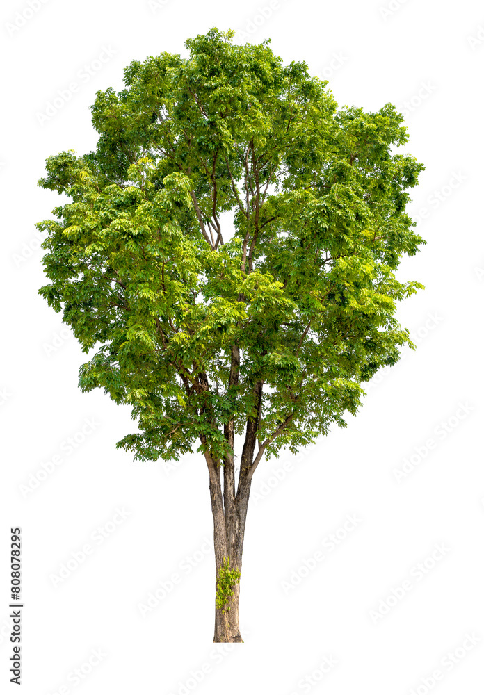 Obraz premium green tree removed original background, PNG transparent